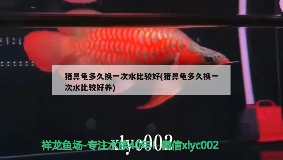 豬鼻龜多久換一次水比較好(豬鼻龜多久換一次水比較好養)