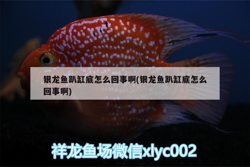 銀龍魚趴缸底怎么回事啊(銀龍魚趴缸底怎么回事啊)