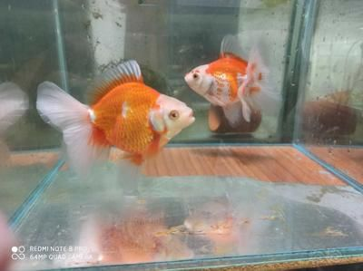 80魚缸可以養幾條泰獅：80魚缸適合養5條泰獅嗎？ 80魚缸可以養幾條泰獅：80魚缸適合養5條泰獅嗎？ 魚缸百科 第1張