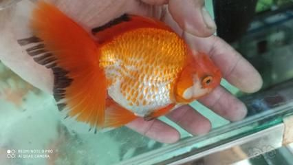 80魚缸可以養幾條泰獅：80魚缸適合養5條泰獅嗎？ 80魚缸可以養幾條泰獅：80魚缸適合養5條泰獅嗎？ 魚缸百科 第3張