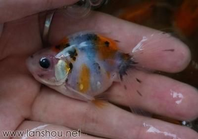 80魚缸可以養幾條泰獅：80魚缸適合養5條泰獅嗎？ 80魚缸可以養幾條泰獅：80魚缸適合養5條泰獅嗎？ 魚缸百科 第4張
