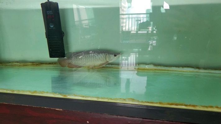 龍魚忽然趴缸了vs祥龍魚場：龍魚在祥龍魚場內忽然趴缸的原因分析