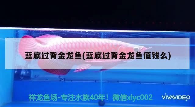 藍(lán)底過(guò)背金龍魚(藍(lán)底過(guò)背金龍魚值錢么) 藍(lán)底過(guò)背金龍魚(藍(lán)底過(guò)背金龍魚值錢么) 金龍魚百科