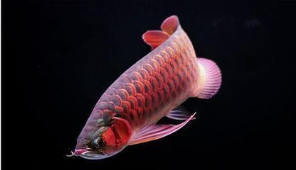 紅尾龍魚吃什么發色最好：紅尾龍魚增色飼料品牌推薦