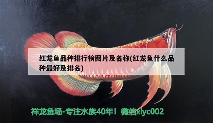 紅龍魚哪個品種最好看的好養：最好看且相對容易飼養的紅龍魚品種