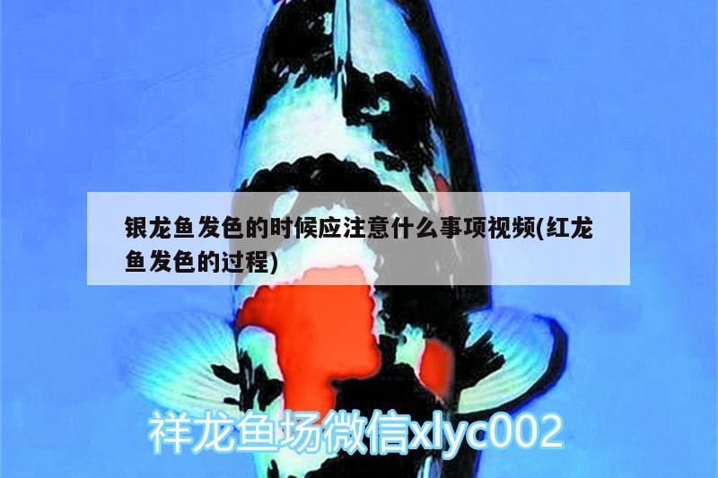 銀龍魚發色的時候應注意什么事項視頻(紅龍魚發色的過程)