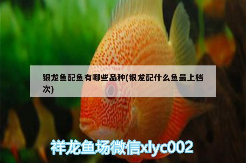 虎魚 銀龍魚配魚有哪些品種(銀龍配什么魚最上檔次) 銀龍魚百科 銀龍魚配魚有哪些品種(銀龍配什么魚最上檔次) 銀龍魚配魚有哪些品種(銀龍配什么魚最上檔次) 銀龍魚百科