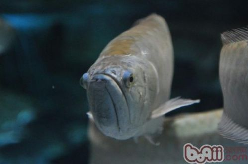 紅龍魚和銀龍魚混養(yǎng)好不好：紅龍魚和銀龍魚混養(yǎng)在理論上可行嗎？