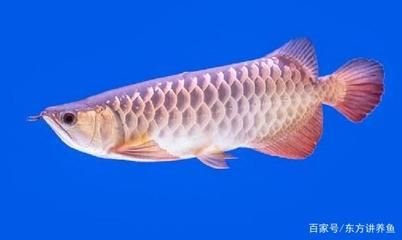 金龍魚適宜的pH值范圍:金龍魚的理想ph值范圍是多少 金龍魚百科 第4張 金龍魚適宜的pH值范圍:金龍魚的理想ph值范圍是多少 金龍魚適宜的pH值范圍:金龍魚的理想ph值范圍是多少 金龍魚百科 第4張