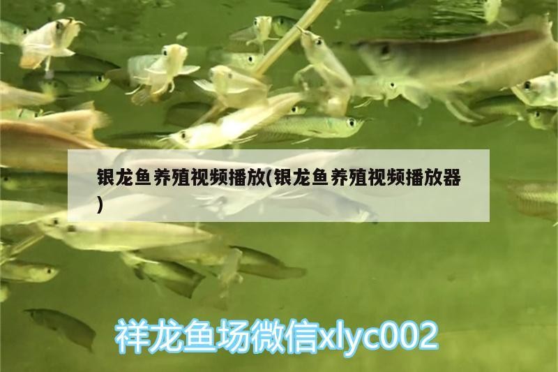 銀龍魚苗 銀龍魚養殖視頻播放(銀龍魚養殖視頻播放器) 銀龍魚百科 銀龍魚養殖視頻播放(銀龍魚養殖視頻播放器) 銀龍魚養殖視頻播放(銀龍魚養殖視頻播放器) 銀龍魚百科