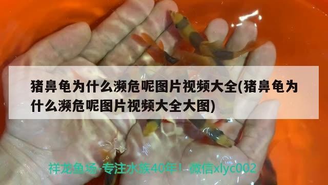 豬鼻龜為什么瀕危呢圖片視頻大全(豬鼻龜為什么瀕危呢圖片視頻大全大圖) 豬鼻龜為什么瀕危呢圖片視頻大全(豬鼻龜為什么瀕危呢圖片視頻大全大圖) 豬鼻龜百科
