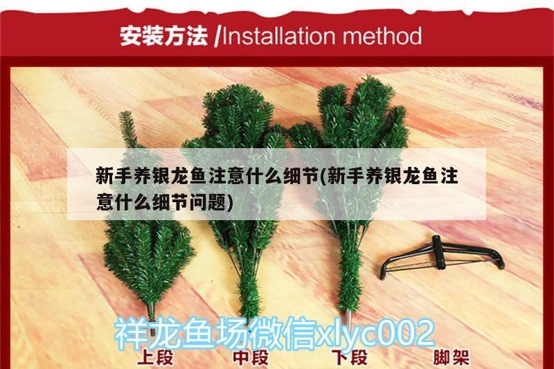 新手養銀龍魚注意什么細節(新手養銀龍魚注意什么細節問題) 新手養銀龍魚注意什么細節(新手養銀龍魚注意什么細節問題) 銀龍魚百科
