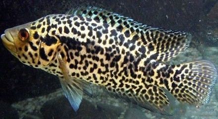 吃老虎魚會中毒嗎