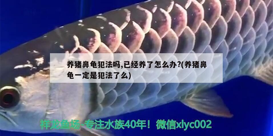 養豬鼻龜犯法嗎,已經養了怎么辦?(養豬鼻龜一定是犯法了么)
