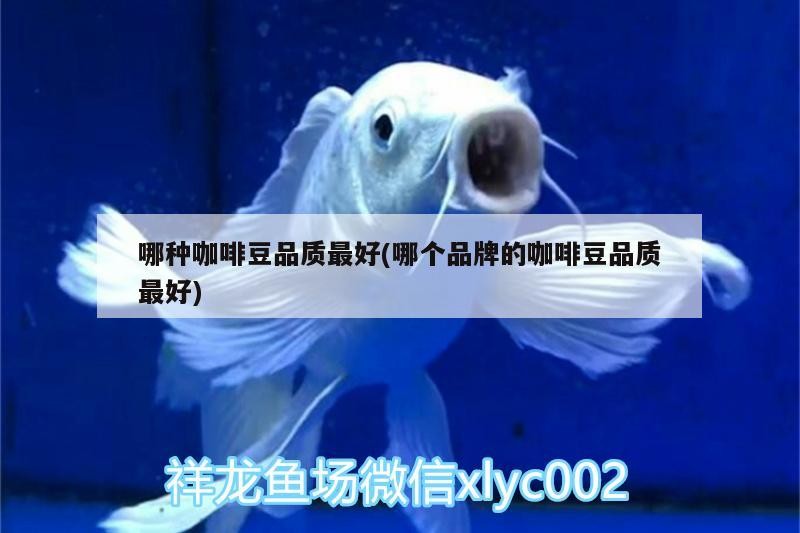 哪種咖啡豆品質最好(哪個品牌的咖啡豆品質最好)