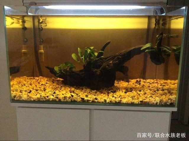 沉木放在魚缸里水發黃怎么辦啊：沉木黃水處理方法
