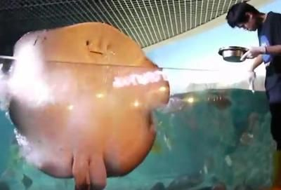 魟魚在缸里飛是怎么回事：魟魚在缸里飛是怎么回事[需手動填充]魚在缸里飛是怎么回事