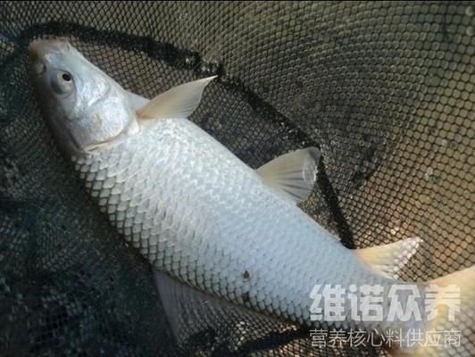 魟魚飼料礦物質添加量：魟魚飼料中礦物質的添加量是關鍵