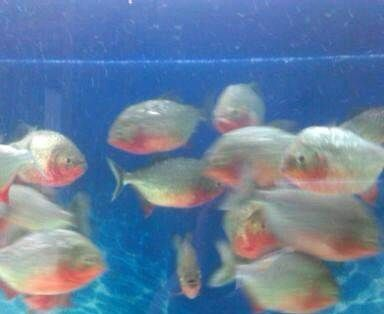 印尼虎魚好不好養(yǎng)在魚缸里：印尼虎魚在飼養(yǎng)條件下可以被良好飼養(yǎng)的印尼虎魚嗎