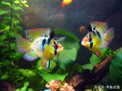 常見熱帶小型觀賞魚有哪些：泰國熱帶小型觀賞魚可以接受飼養熱帶小型觀賞魚的基本知識