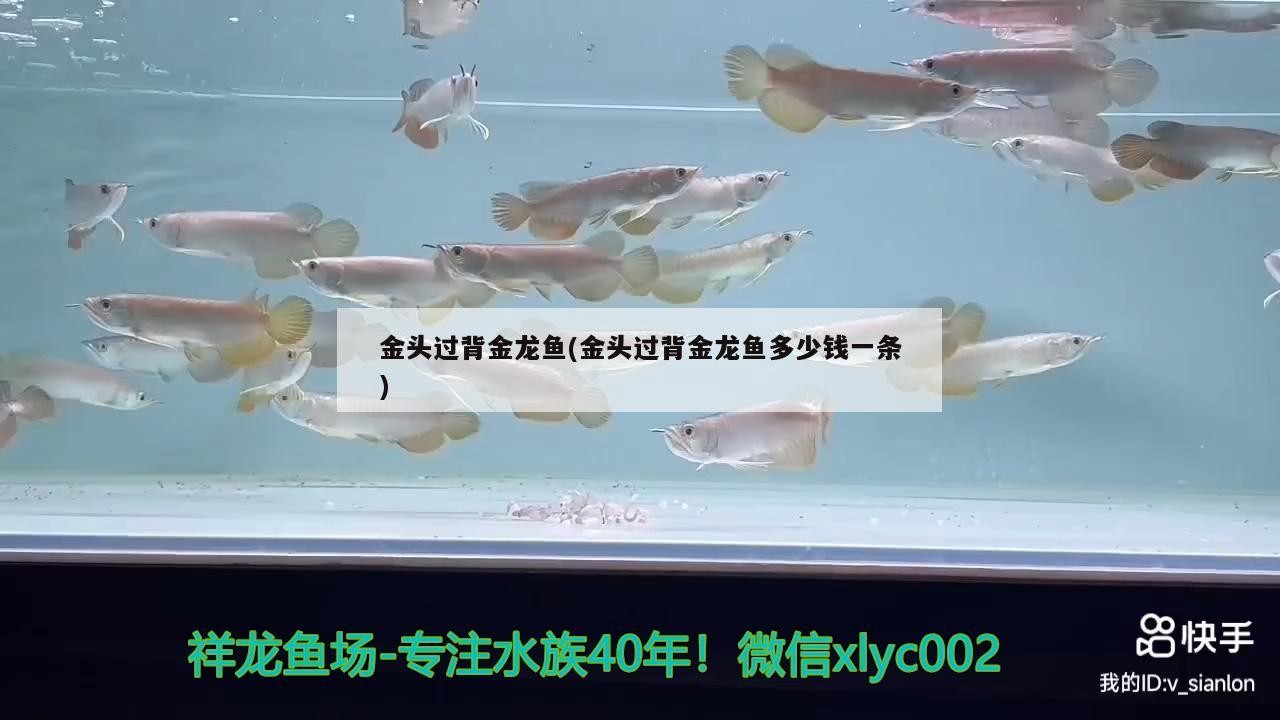 金頭過背金龍魚(金頭過背金龍魚多少錢一條)