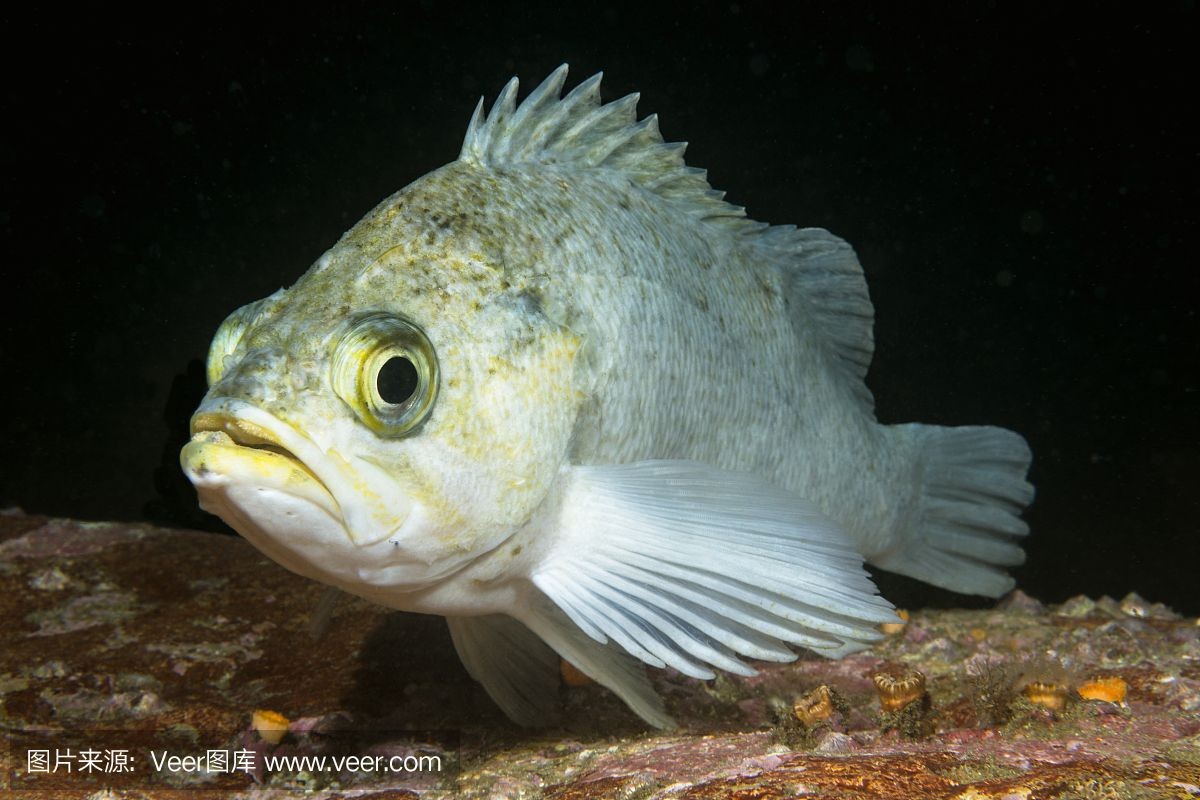 白石能放魚缸嗎有毒嗎：白石能放魚缸嗎？