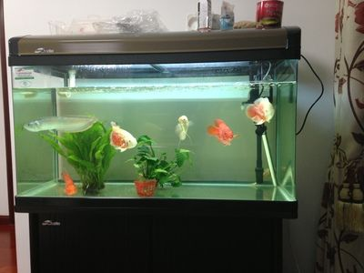 1米的魚缸能養幾條銀龍：1米左右的魚缸可以養銀龍魚嗎？