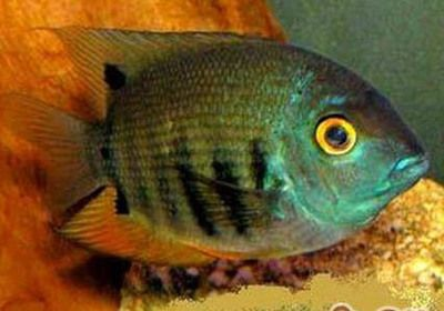 龍魚爛尾巴最簡單治療方法vs祥龍魚場：如何選擇健康的龍魚 龍魚爛尾巴最簡單治療方法vs祥龍魚場：如何選擇健康的龍魚 vs祥龍魚場 第2張
