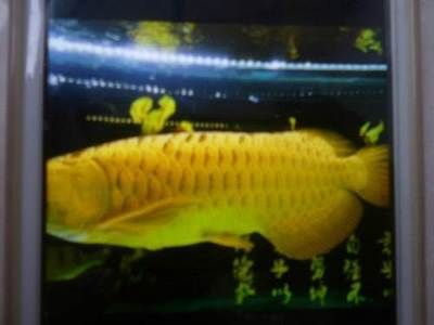 哈爾濱龍魚vs祥龍魚場（哈爾濱龍魚與祥龍魚場的區別）
