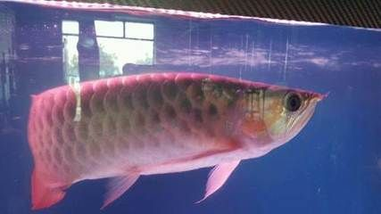 哈爾濱龍魚vs祥龍魚場（哈爾濱龍魚與祥龍魚場的區別）