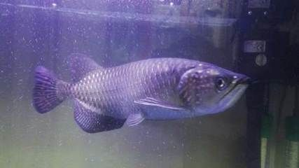 哈爾濱龍魚vs祥龍魚場（哈爾濱龍魚與祥龍魚場的區別）