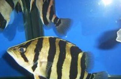 印尼虎魚跟蘇門答臘區別：印尼虎魚和蘇門答臘虎在科屬上有所不同，印尼虎魚和蘇門答臘虎區別