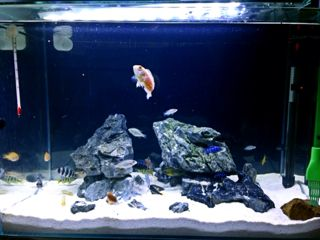 超白魚缸和普通魚缸有什么不同：如何區分超白魚缸和普通魚缸？
