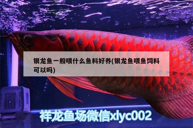 銀龍魚一般喂什么魚料好養(銀龍魚喂魚飼料可以嗎) 銀龍魚百科 第2張 銀龍魚一般喂什么魚料好養(銀龍魚喂魚飼料可以嗎) 銀龍魚一般喂什么魚料好養(銀龍魚喂魚飼料可以嗎) 銀龍魚百科 第2張