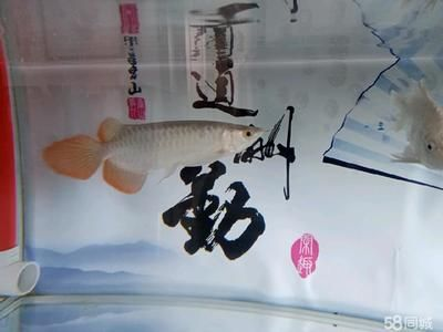 紅龍魚把清道夫吃了：紅龍魚與清道夫的生態(tài)互動