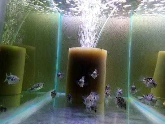 新羅區(qū)小江茗魚坊水族館（新羅區(qū)小江茗魚坊水族館電話） 新羅區(qū)小江茗魚坊水族館（新羅區(qū)小江茗魚坊水族館電話） 全國水族館企業(yè)名錄 第2張