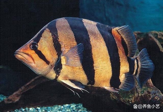 紅龍魚2號的壽命有多長？（紅龍魚養(yǎng)護指南）