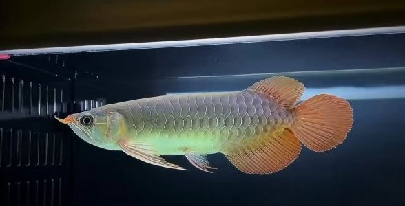 如何改善綠皮辣椒紅龍魚水質：如何提高綠皮辣椒紅龍魚的水質