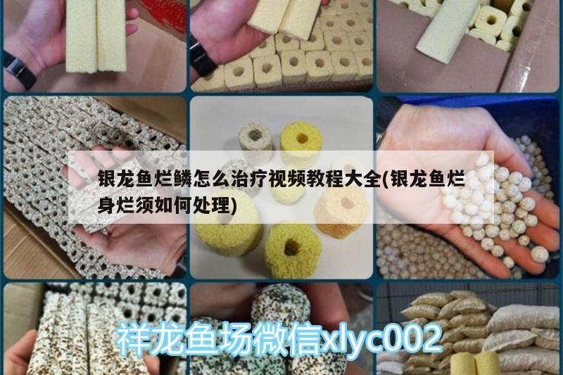 銀龍魚爛鱗怎么治療視頻教程大全(銀龍魚爛身爛須如何處理) 銀龍魚爛鱗怎么治療視頻教程大全(銀龍魚爛身爛須如何處理) 銀龍魚百科