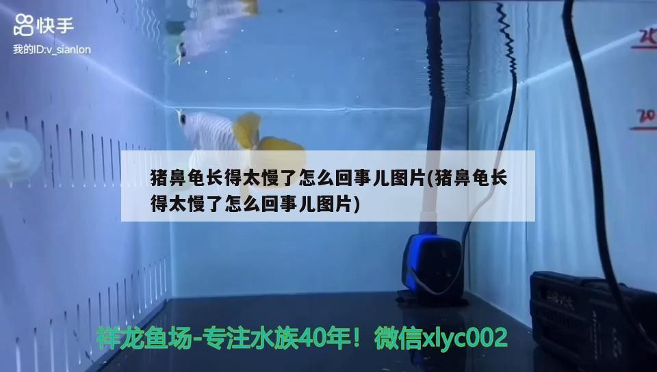 豬鼻龜長得太慢了怎么回事兒圖片(豬鼻龜長得太慢了怎么回事兒圖片)