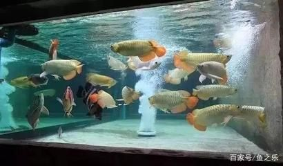 虎魚一般養(yǎng)幾條合適圖片：虎魚一般養(yǎng)幾條合適