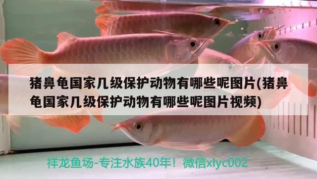 豬鼻龜國家幾級保護動物有哪些呢圖片(豬鼻龜國家幾級保護動物有哪些呢圖片視頻) 豬鼻龜國家幾級保護動物有哪些呢圖片(豬鼻龜國家幾級保護動物有哪些呢圖片視頻) 豬鼻龜百科