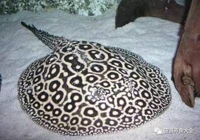 黑帝王魟魚品種鑒別方法：如何辨別黑帝王魟魚健康