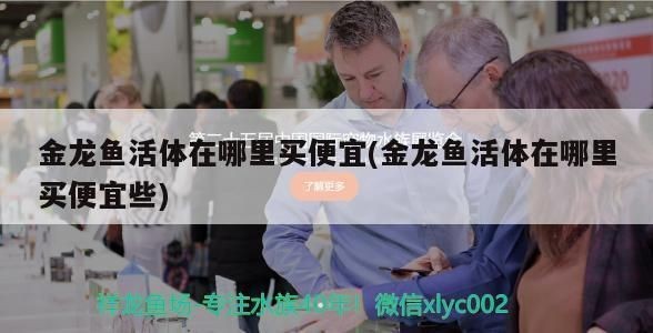 金龍魚活體在哪里批發：金龍魚活體批發價格