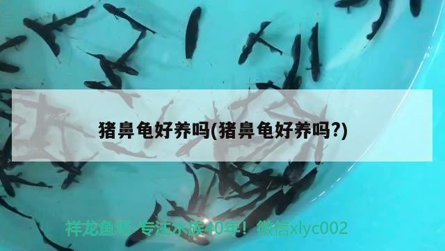 豬鼻龜好養嗎(豬鼻龜好養嗎?)