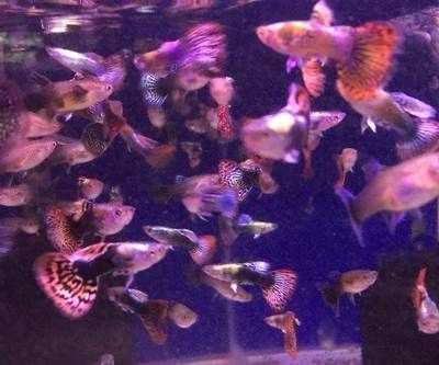 咸寧龍魚vs祥龍魚場（咸寧龍魚和祥龍魚場在專注領域、專業程度和服務內容可能存在差異）
