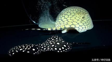 魟魚飛缸是什么原因？：魟魚飛缸是什么原因導致的？ 魟魚飛缸是什么原因？：魟魚飛缸是什么原因導致的？ 魟魚百科 第2張