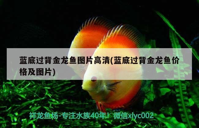 藍底過背金龍魚圖片高清(藍底過背金龍魚價格及圖片)