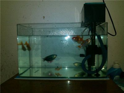 90魚缸可以養多少條：90魚缸的適宜飼養數量取決于哪些因素