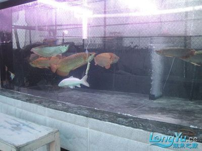 揭陽龍魚vs祥龍魚場（探討揭陽龍魚與祥龍魚場之間的差異之前需要明確這兩個概念所指的對象）